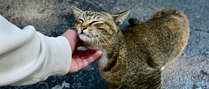 Estudo publicado na PLOS One revela que a perda de um animal de estimação pode gerar dor emocional profunda, comparável à morte de um familiar próximo.