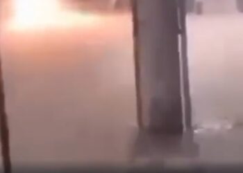 Jacaré é resgatado pelos bombeiros após aparecer em rua de Duque de Caxias