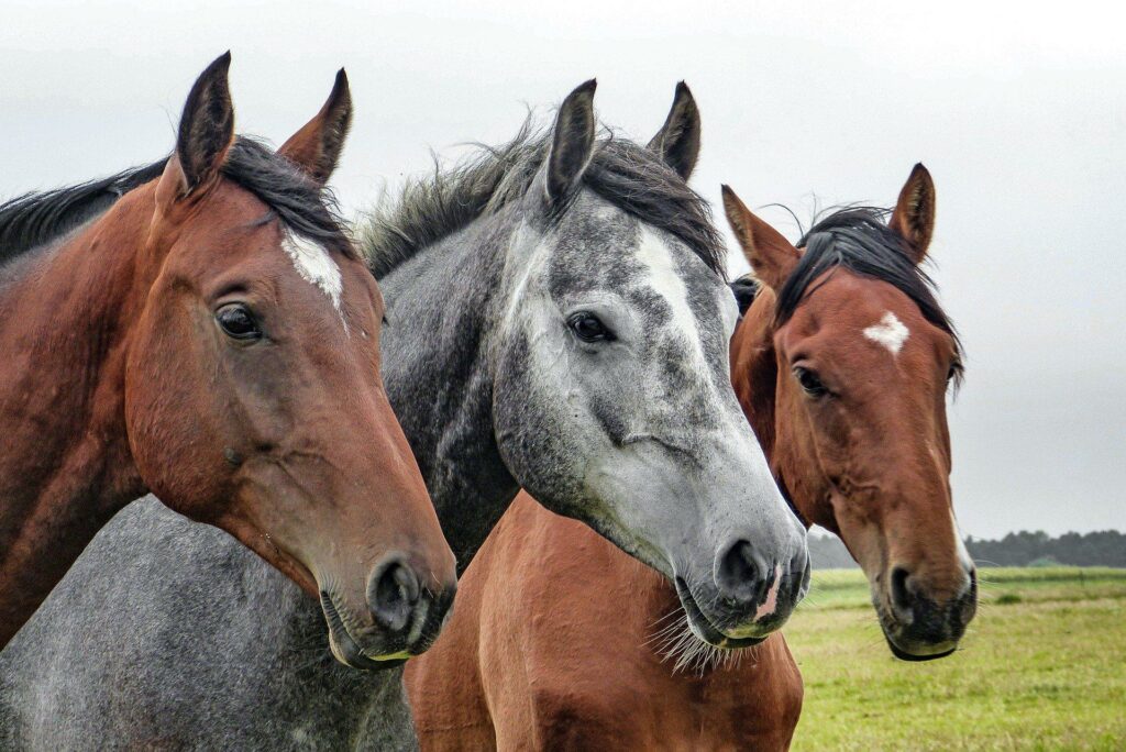 Cavalos reagem ao cheiro do medo e demonstram mais estresse, diz pesquisa