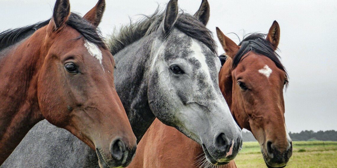 Cavalos reagem ao cheiro do medo e demonstram mais estresse, diz pesquisa