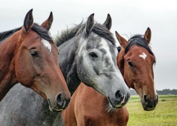 Cavalos reagem ao cheiro do medo e demonstram mais estresse, diz pesquisa