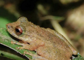 Estudo publicado na Zootaxa revela nova espécie de perereca com distribuição restrita e importância ambiental no Cerrado