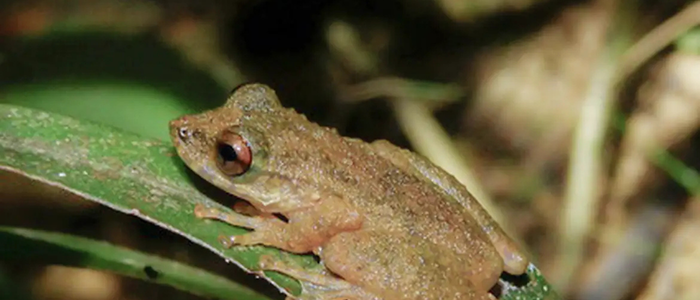 Estudo publicado na Zootaxa revela nova espécie de perereca com distribuição restrita e importância ambiental no Cerrado