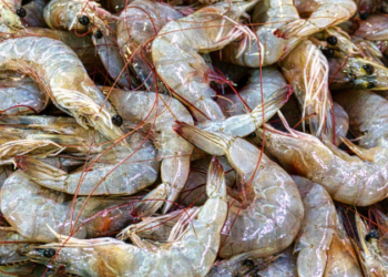 A temporada 2025/2026 de pesca de camarão em Angra dos Reis registrou 85,6 toneladas, um aumento superior a 60% em relação ao ano anterior, fortalecendo a economia e a pesca sustentável.