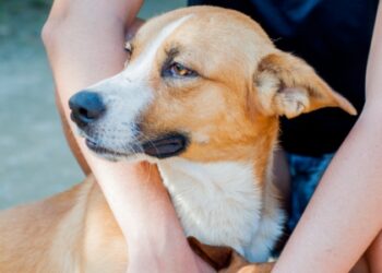 Evento em Macaé promove adoção de pets e orienta população sobre cuidados e responsabilidade