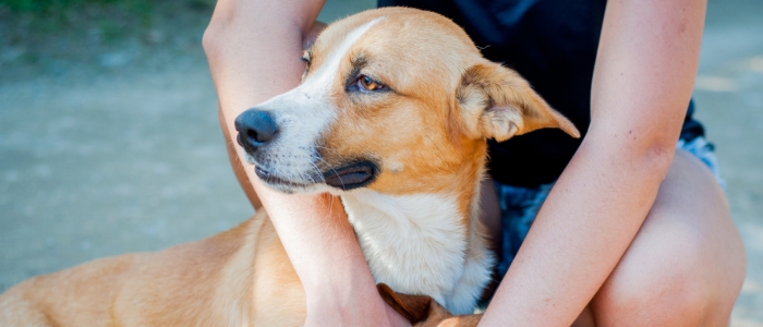 Evento em Macaé promove adoção de pets e orienta população sobre cuidados e responsabilidade