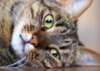 Tumores felinos compartilham mutações importantes com câncer humano.