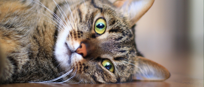 Tumores felinos compartilham mutações importantes com câncer humano.