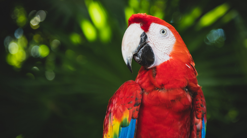 Operação da Polícia Federal investiga organização criminosa que traficava animais silvestres ameaçados de extinção para o exterior.