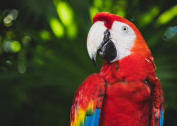 Operação da Polícia Federal investiga organização criminosa que traficava animais silvestres ameaçados de extinção para o exterior.
