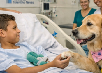 Hospital em BH usa cães terapeutas para humanizar tratamento e apoiar pacientes internados.