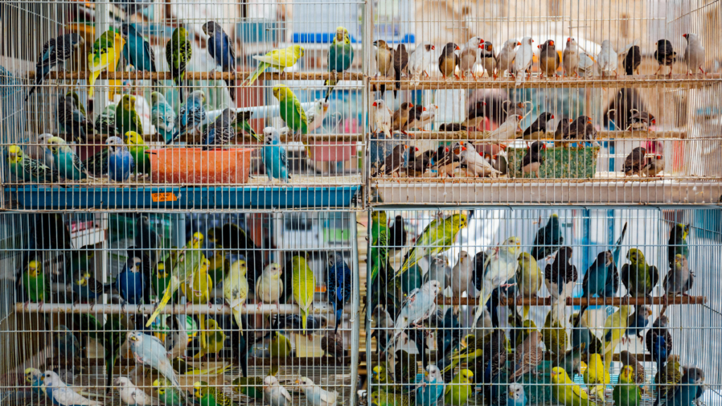 Operação resgata animais silvestres e prende suspeitos de comércio ilegal no RJ