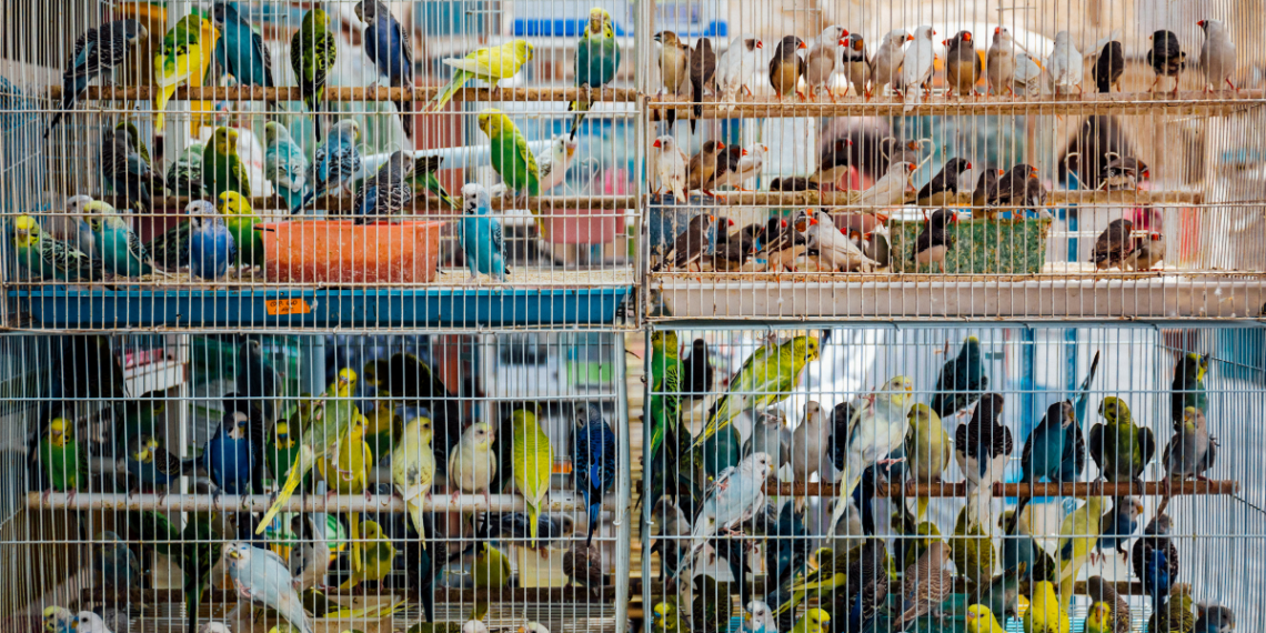Operação resgata animais silvestres e prende suspeitos de comércio ilegal no RJ