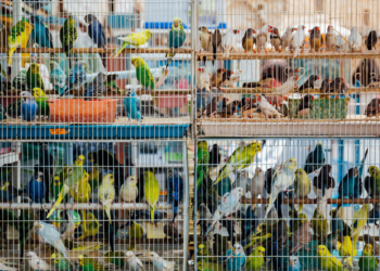 Operação resgata animais silvestres e prende suspeitos de comércio ilegal no RJ