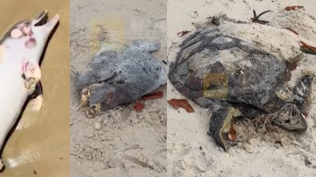 Mortandade de tartarugas no Rio preocupa especialistas. Veja causas, números e impactos ambientais no litoral fluminense.