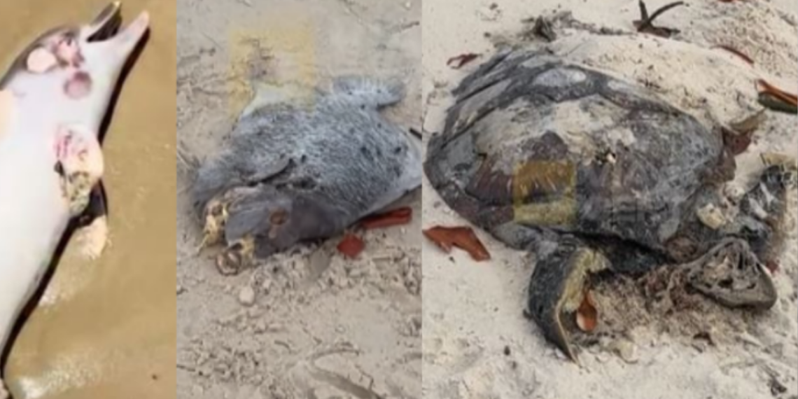 Mortandade de tartarugas no Rio preocupa especialistas. Veja causas, números e impactos ambientais no litoral fluminense.