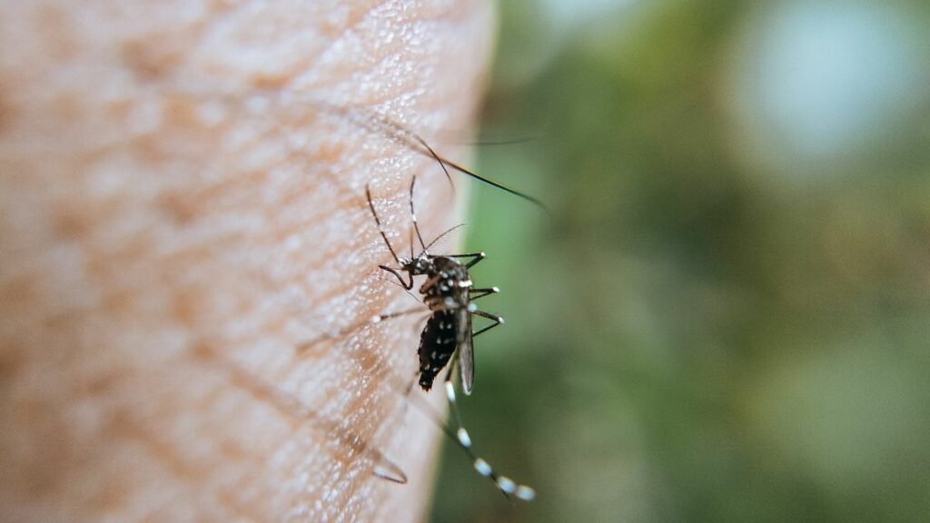 Cientistas identificam fatores biológicos que guiam mosquitos até humanos.