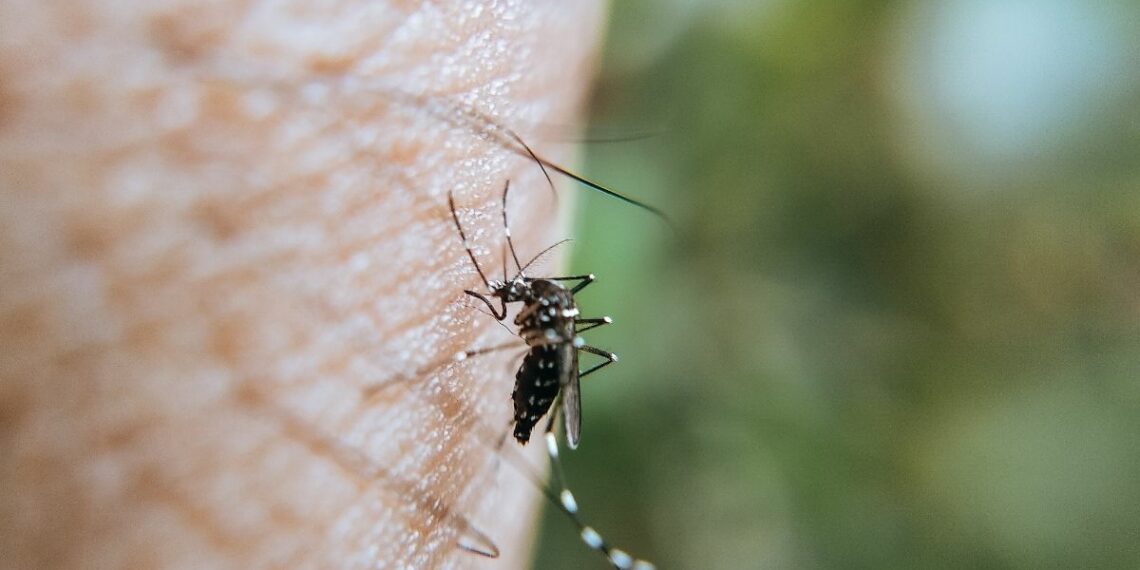 Cientistas identificam fatores biológicos que guiam mosquitos até humanos.
