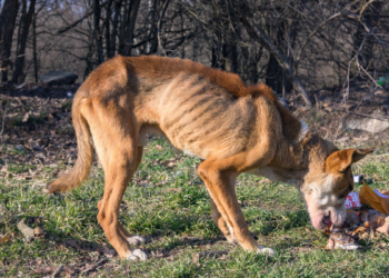 Governo federal anuncia novas medidas de proteção animal, cria programa de resgate em desastres ambientais e endurece multas que podem chegar a R$ 1 milhão por maus-tratos.