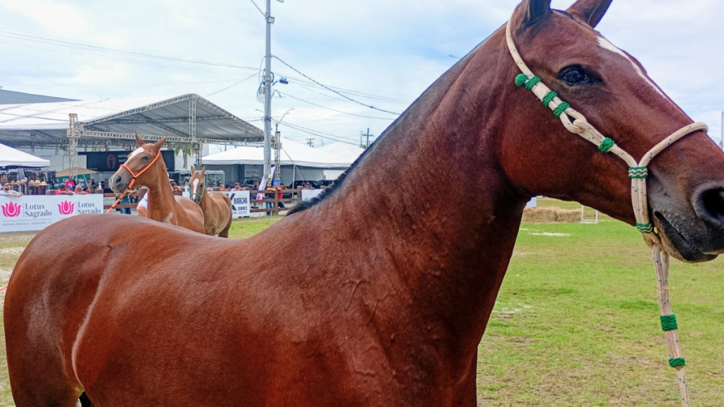 Expo Mangalarga Marchador 2026 estreia no Rio com impacto econômico, tradição e participação nacional.