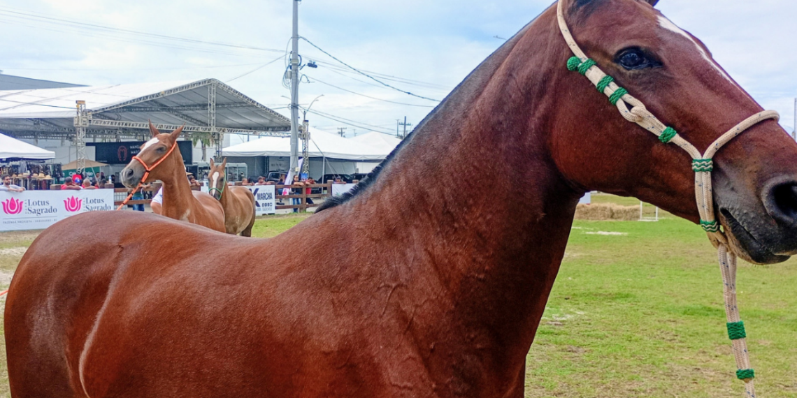 Expo Mangalarga Marchador 2026 estreia no Rio com impacto econômico, tradição e participação nacional.