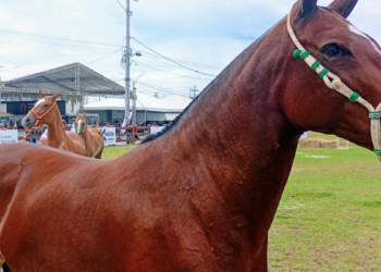 Expo Mangalarga Marchador 2026 estreia no Rio com impacto econômico, tradição e participação nacional.