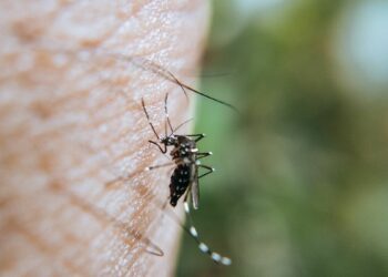 Cientistas identificam fatores biológicos que guiam mosquitos até humanos.