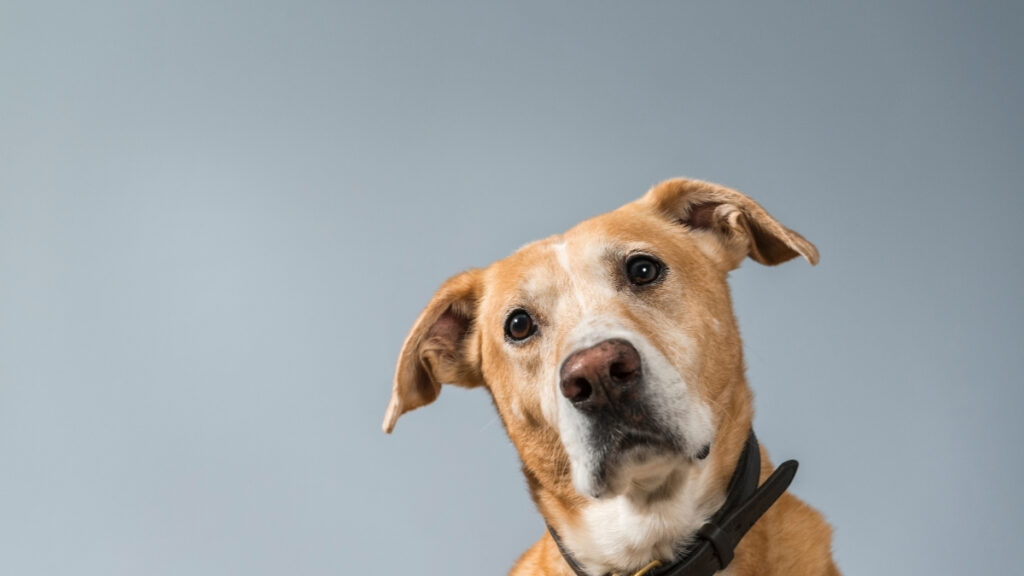 Animais disponíveis já recebem cuidados veterinários.