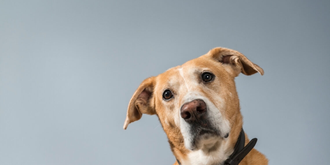 Animais disponíveis já recebem cuidados veterinários.