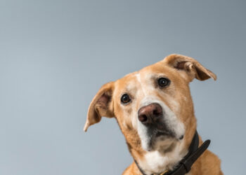 Animais disponíveis já recebem cuidados veterinários.