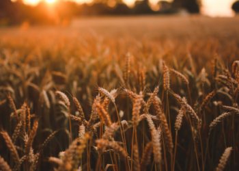 Agropecuária brasileira cresce 11,7% em 2025, respondendo por quase um terço do PIB. Safras recordes de soja, milho e laranja impulsionam o setor, que lidera expansão econômica do ano.