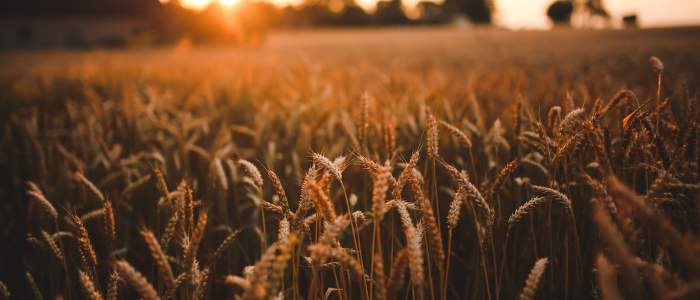 Agropecuária brasileira cresce 11,7% em 2025, respondendo por quase um terço do PIB. Safras recordes de soja, milho e laranja impulsionam o setor, que lidera expansão econômica do ano.
