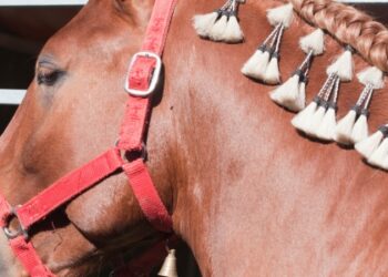 Macaé recebe a Expo Mangalarga Marchador 2026 com julgamentos de marcha, morfologia e shows gratuitos.