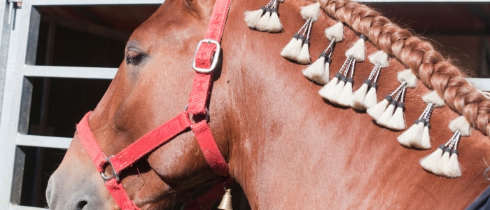 Macaé recebe a Expo Mangalarga Marchador 2026 com julgamentos de marcha, morfologia e shows gratuitos.