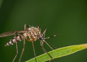 Estudo projeta alta transmissão de dengue no Brasil em 2026, com maior concentração de casos em São Paulo e Minas Gerais.
