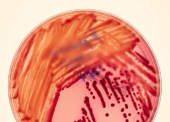 Imagem microscópica da bactéria Klebsiella pneumoniae produtora de carbapenemase (KPC), conhecida como superbactéria por sua alta resistência a antibióticos.