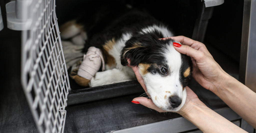 Macaé anuncia Samu para animais, amplia UBS veterinária e cria centro de recuperação animal com novos serviços para atendimento e proteção.