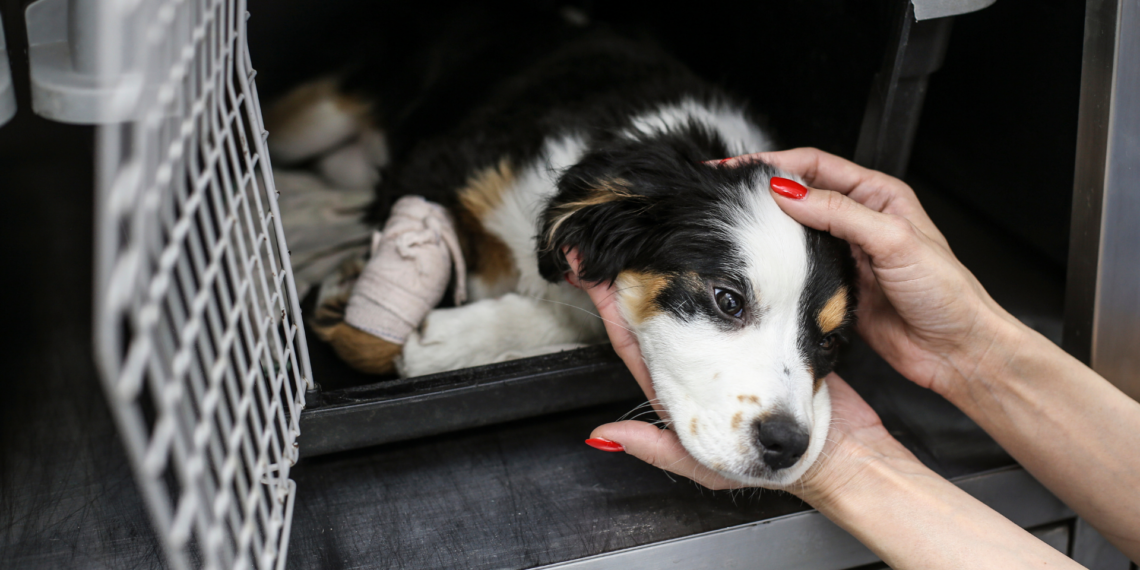 Macaé anuncia Samu para animais, amplia UBS veterinária e cria centro de recuperação animal com novos serviços para atendimento e proteção.
