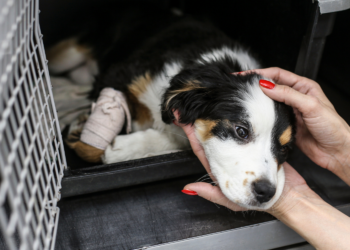 Macaé anuncia Samu para animais, amplia UBS veterinária e cria centro de recuperação animal com novos serviços para atendimento e proteção.