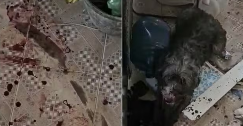 Caso de maus-tratos contra cadelas em São Pedro da Aldeia repercute nas redes e levanta críticas à falta de estrutura pública.