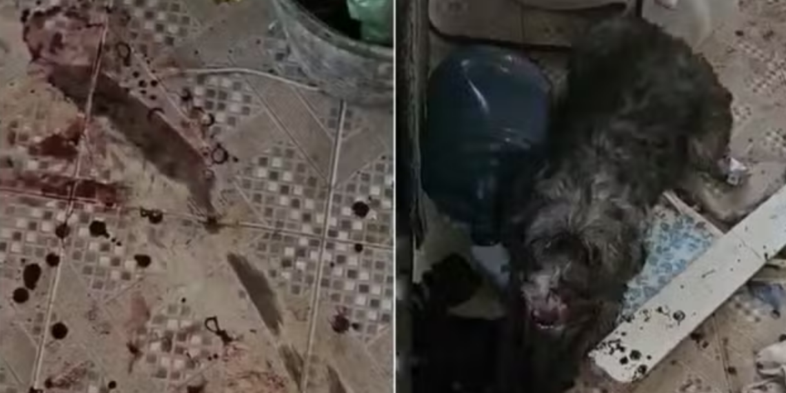 Caso de maus-tratos contra cadelas em São Pedro da Aldeia repercute nas redes e levanta críticas à falta de estrutura pública.