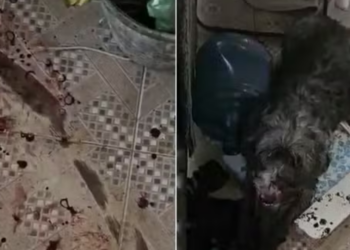 Caso de maus-tratos contra cadelas em São Pedro da Aldeia repercute nas redes e levanta críticas à falta de estrutura pública.
