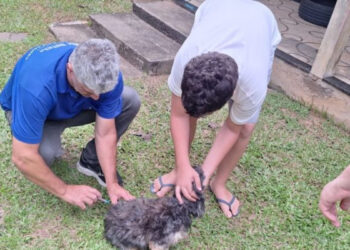Rio das Ostras realiza reforço da vacinação antirrábica em Rocha Leão neste sábado.