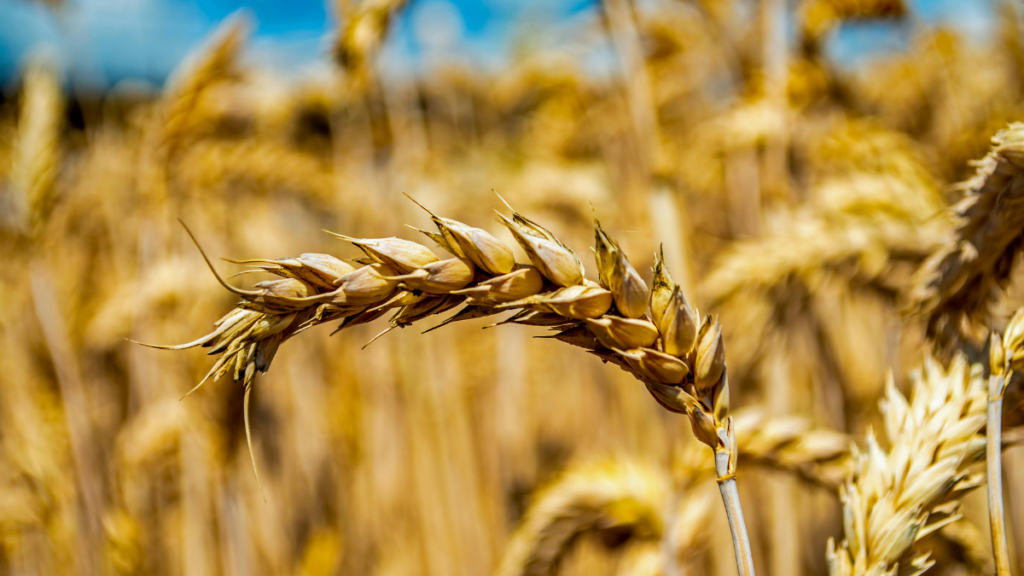 A cigarrinha-do-milho provoca queda na produtividade e eleva custos, impactando a economia agrícola do Brasil. Saiba como produtores podem se proteger.