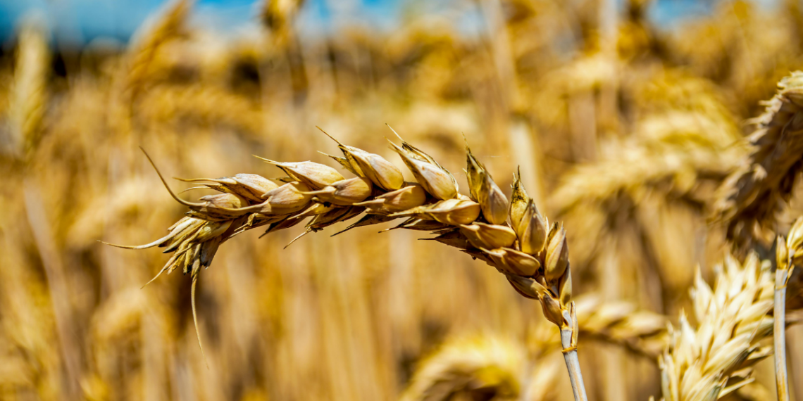 A cigarrinha-do-milho provoca queda na produtividade e eleva custos, impactando a economia agrícola do Brasil. Saiba como produtores podem se proteger.
