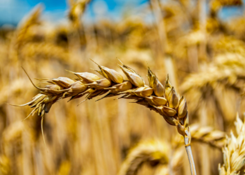 A cigarrinha-do-milho provoca queda na produtividade e eleva custos, impactando a economia agrícola do Brasil. Saiba como produtores podem se proteger.