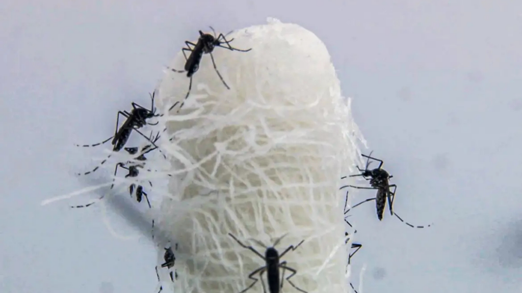 Américas registram 13 milhões de casos de dengue em 2024, segundo a Opas, que relaciona aumento da doença às mudanças climáticas e defende ação global integrada.