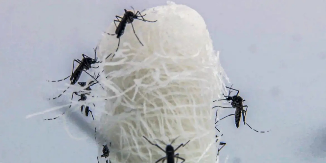 Américas registram 13 milhões de casos de dengue em 2024, segundo a Opas, que relaciona aumento da doença às mudanças climáticas e defende ação global integrada.