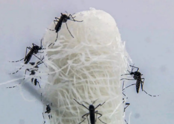 Américas registram 13 milhões de casos de dengue em 2024, segundo a Opas, que relaciona aumento da doença às mudanças climáticas e defende ação global integrada.