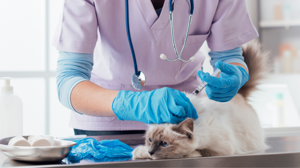 Campanha de vacinação antirrábica em Macaé imuniza cães e gatos na região serrana ao longo da semana com ações itinerantes.